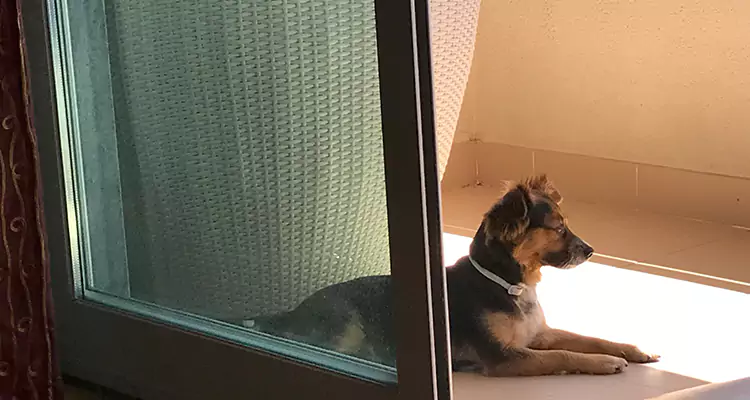 French Door Pet Screen Repair in Four Corners, FL